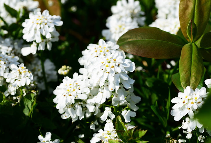 Candytuft, αιώνιο, αειθαλής, φυτό, Iberis sempervirens, λευκό, λουλούδι