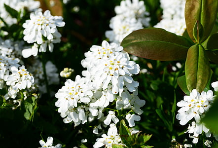 candytuft, perennial, evergreen, plant, iberis sempervirens, white, flower