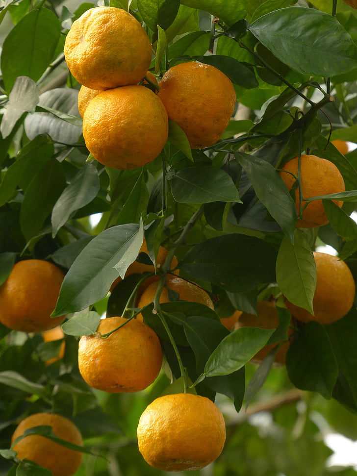 kuori, hedelmät, katkera appelsiinit, Citrus aurantium, Sevillan oranssi, hapan oranssi, Citrus