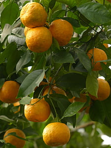 kuori, hedelmät, katkera appelsiinit, Citrus aurantium, Sevillan oranssi, hapan oranssi, Citrus