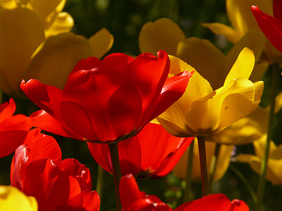 tulipas, vermelho, amarelo, luz de volta, linda, tulpenbluete, flores