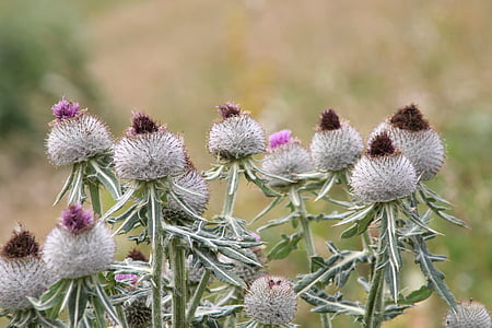 flowers, thistles, alps, nature, summer, quills, france
