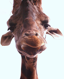 giraffe, head, face, portrait, straight on, funny, mammal