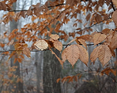 листья бука, бук, дерево, листья, Листва, Зима, завод