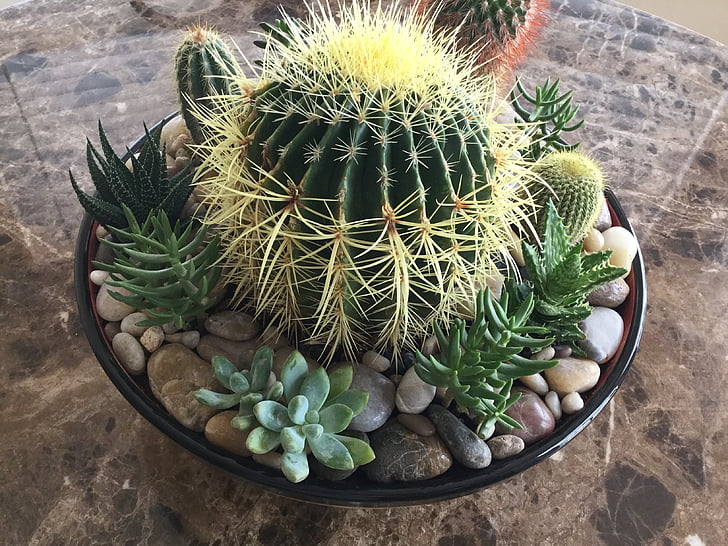 miniature garden, golden barrel cactus, succulent, cactus