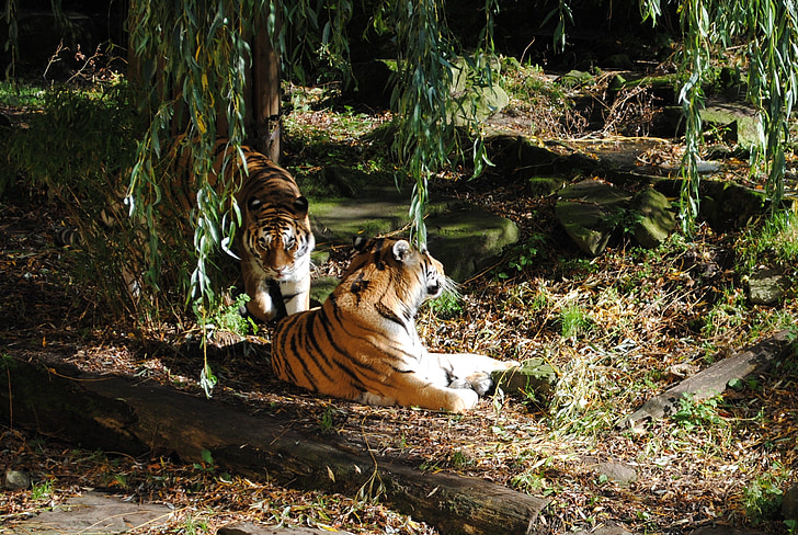Tygr, dvojice, predátor, velká kočka, zvířata, volně žijící zvířata
