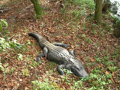 krokodille, i naturen, skog, natur, Reptile, dyr, vill verden