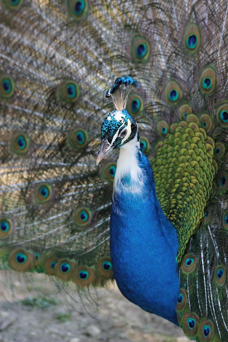 Peacock, vogel, natuur, dieren, dier, wiel, veren
