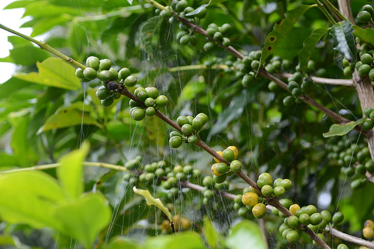 cafè, arbre del cafè, teranyina, natura