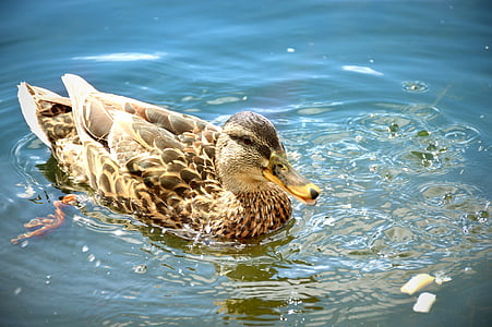 duck, summer, vacation, nature