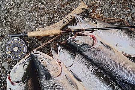 salmon, alaska, fishing, fish, alaskan, fly fishing, reel
