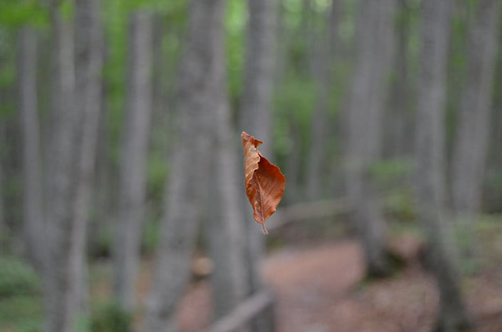 leaf, foliage, dried leaves, dry leaf, trees, brown leaf, leaves