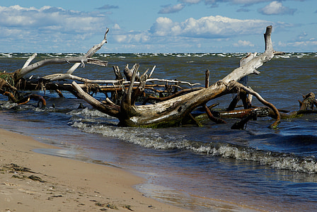Βαλτική θάλασσα, παραλία, ξύλο που επιπλέει, κύματα, άχρηστα