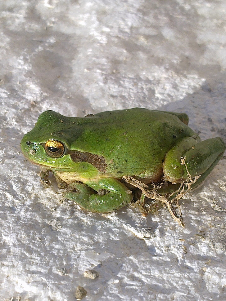 frog, green, animals