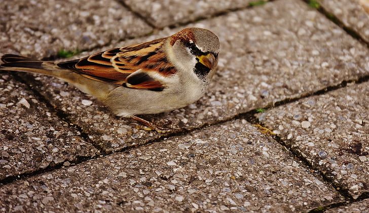 Sparrow, pták, malé, Fajn, Příroda, peří, mladý
