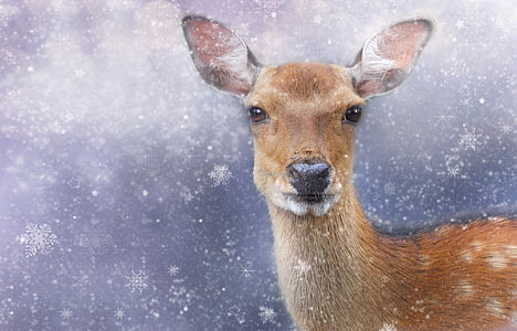 roe deer, winter, wintry, animal, fallow deer, mammal, cold