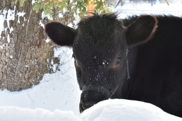cow, winter, snow, farm, outdoor, countryside, field