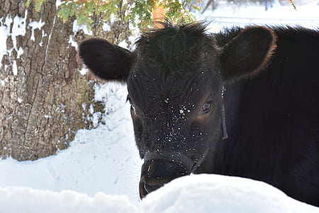 крава, зимни, сняг, ферма, Открит, крайградски, поле