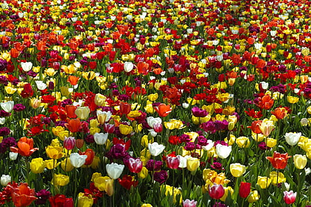 tulipas, flor, flores, natureza, planta, linda, Primavera