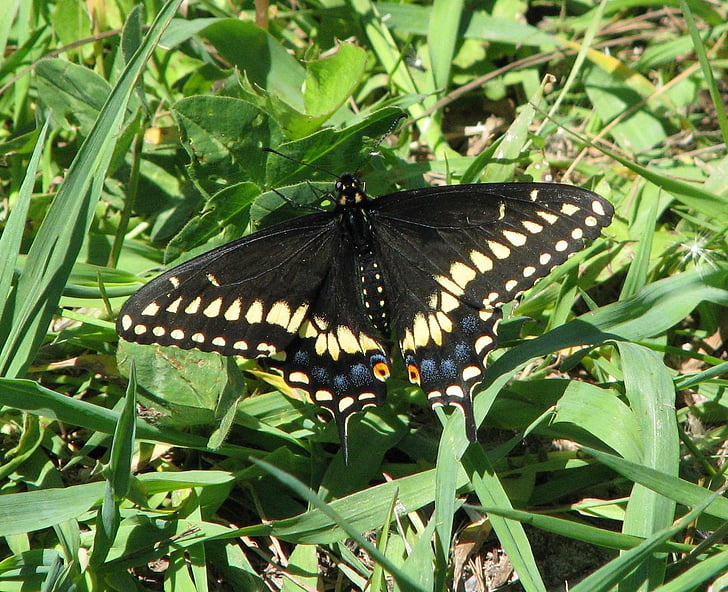 Burgundia czarny swallowtail, amerykański czarny swallowtail, Pasternak motyl, Papilio polyxenes, Moneymore, Ontario, Kanada