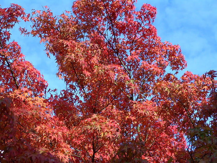 podzim, padajícího listí, října, Les, list, strom, Příroda