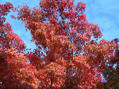 jeseni, padec listje, oktobra, gozd, listov, drevo, narave