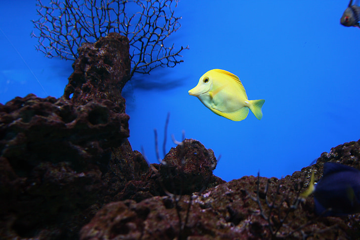 gul tang, fisk, saltvann, populære, akvarium, Reef, tank