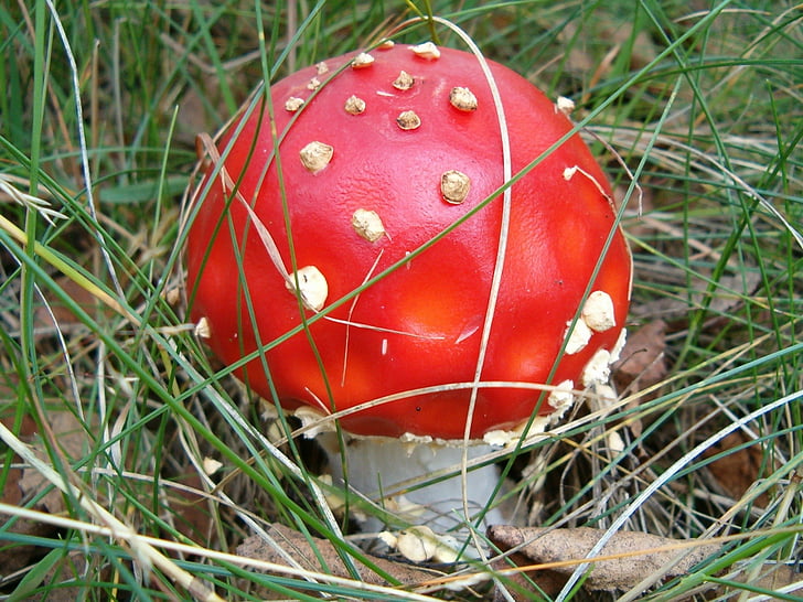 closeup, photo, red, Mushroom, Nature, Forest, Amanita