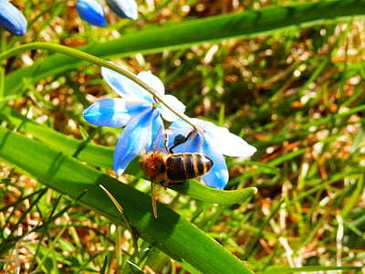 Bee, lente, natuur, insect, bestuiving