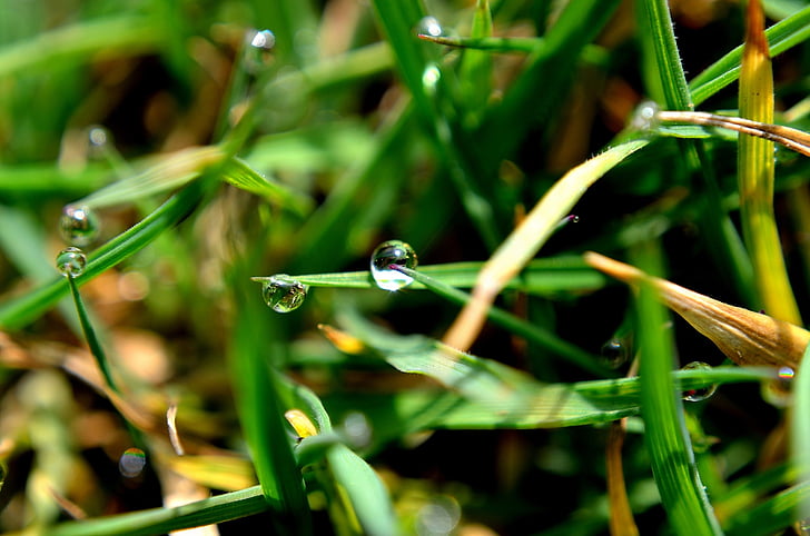 drop, air, rumput, makro, hujan, alam, latar belakang