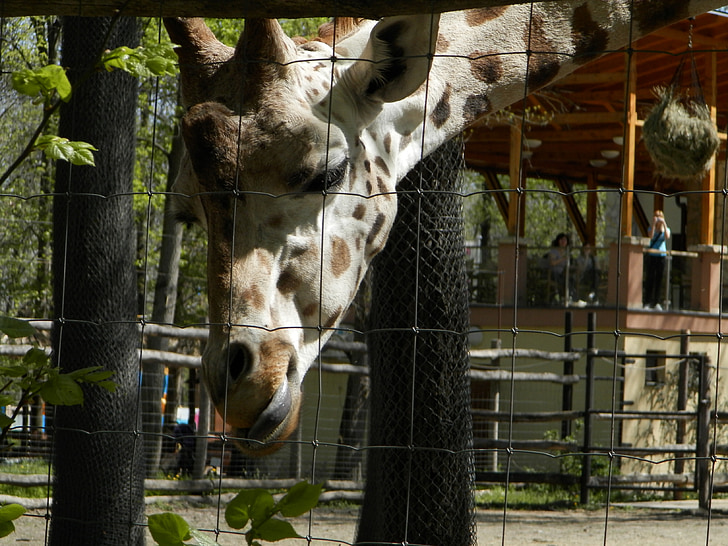 girafa, jardim zoológico, animal, manchado