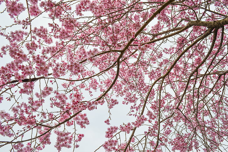 Sakura, tanaman, merah muda, warna pink, cabang, pohon, bunga