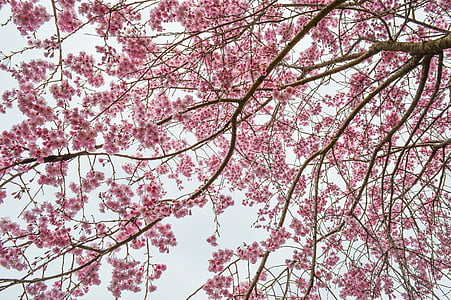fiore di ciliegio, pianta, rosa, colore rosa, ramo, albero, fiore