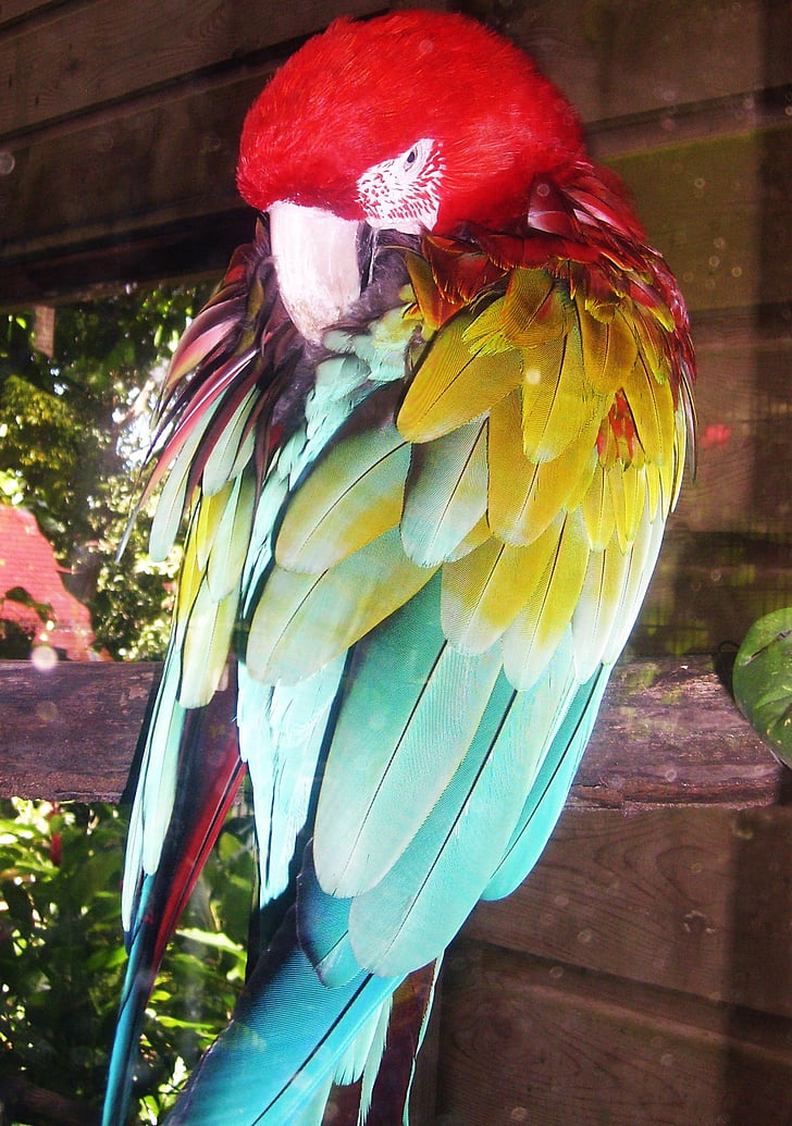 papegøje, Ara, farve, rød, gul, grøn, blå
