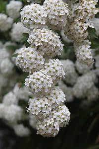 bando de flor branca, flor, florescendo, flor, Branco, buquê, Monte