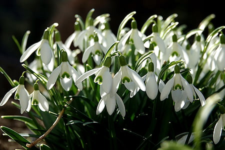 perce-neige, Galanthus, usine d’Amaryllis, plante, signes du printemps, fermer, macro