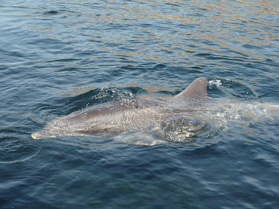 Delfinarium, Turystyka, Delfin