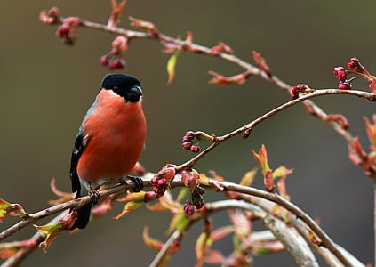 pássaro, penas, bico, plumagem, colorido, vida selvagem, vermelho