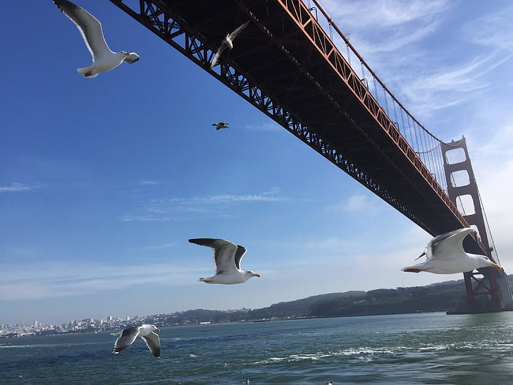 el puente golden gate, Estados Unidos, Seagull, cielo azul, nube blanca, mar
