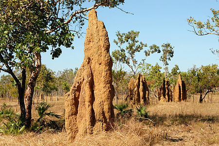 termitišti, mravenci, krajina, Austrálie, Příroda, strom