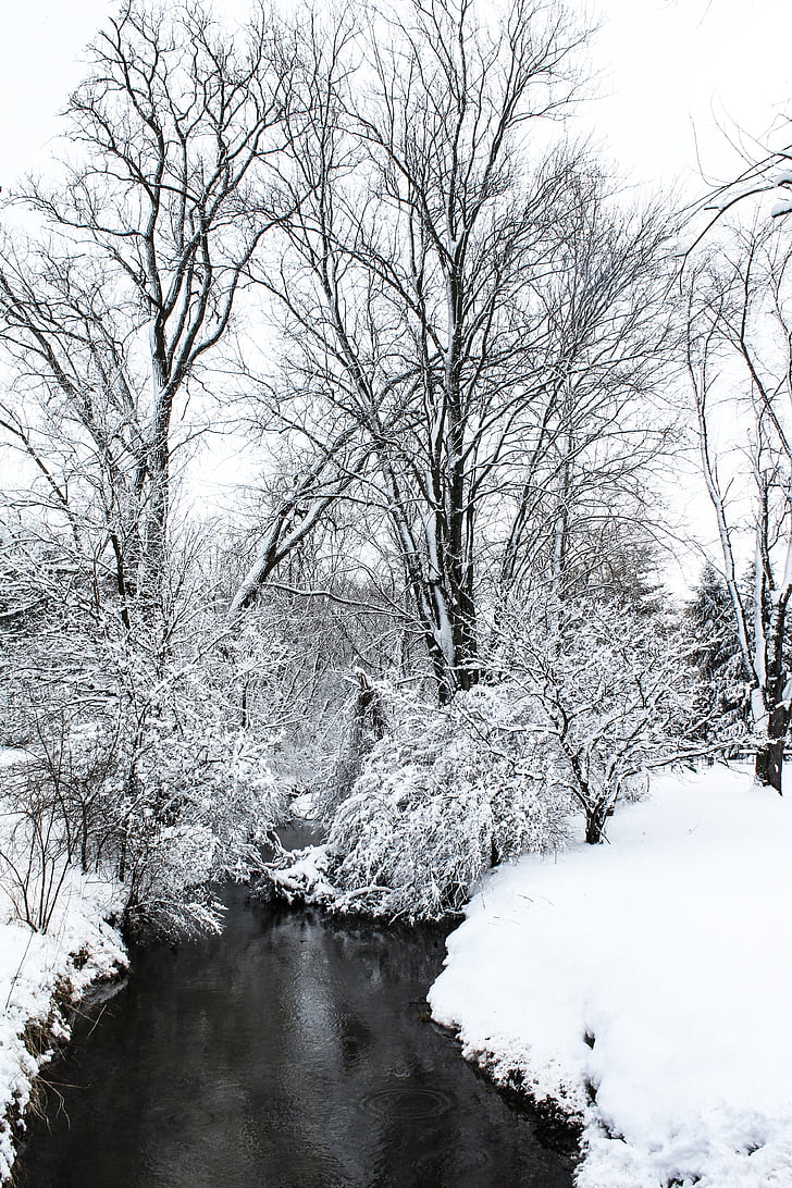 snowcovered, baretrees, nära, kroppen, vatten, dagtid, floden
