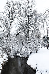 snowcovered, baretrees, a prop, cos, l'aigua, diürna, riu