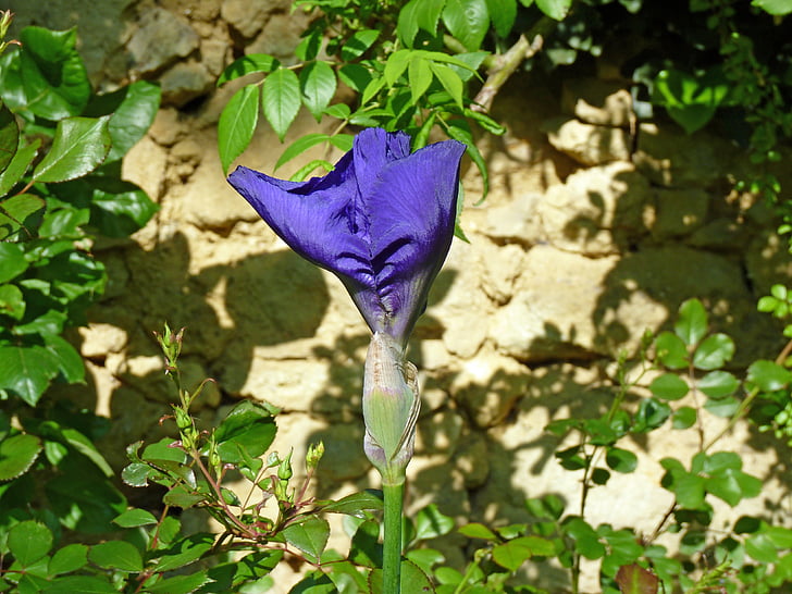 Iris, lila, Blume, Garten, violett, Blütenblätter, Blüte