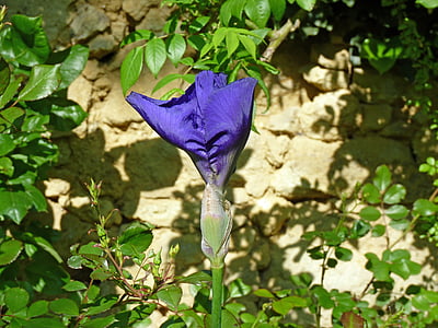 IRIS, Purple, fleur, jardin, violet, pétales, floraison