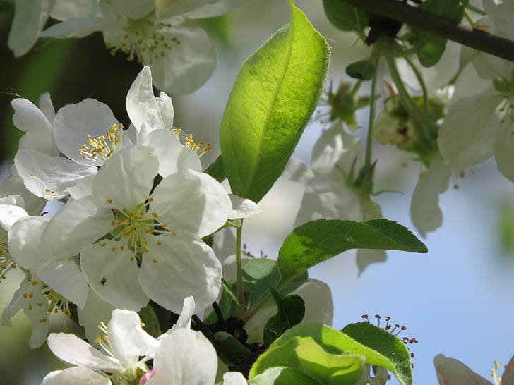Apple blossom, pohon apel, putih