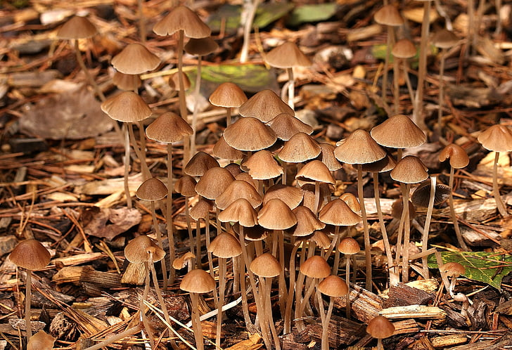 champignons, Forest, automne, nature, humide, champignon, Moor
