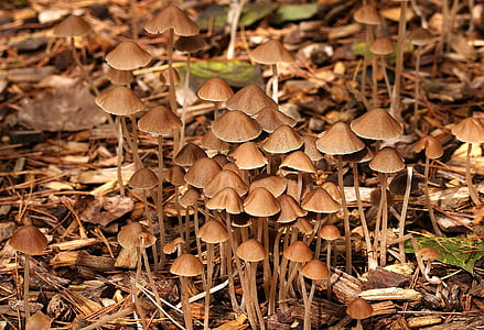 funghi, foresta, autunno, natura, umido, fungo, Moor