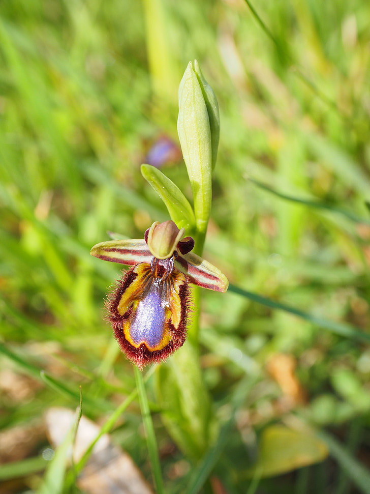 spiegelragwurz, Ophrys speculum, orchideák természet, orchidea, Ophrys, elővágó loz, Orchidaceae