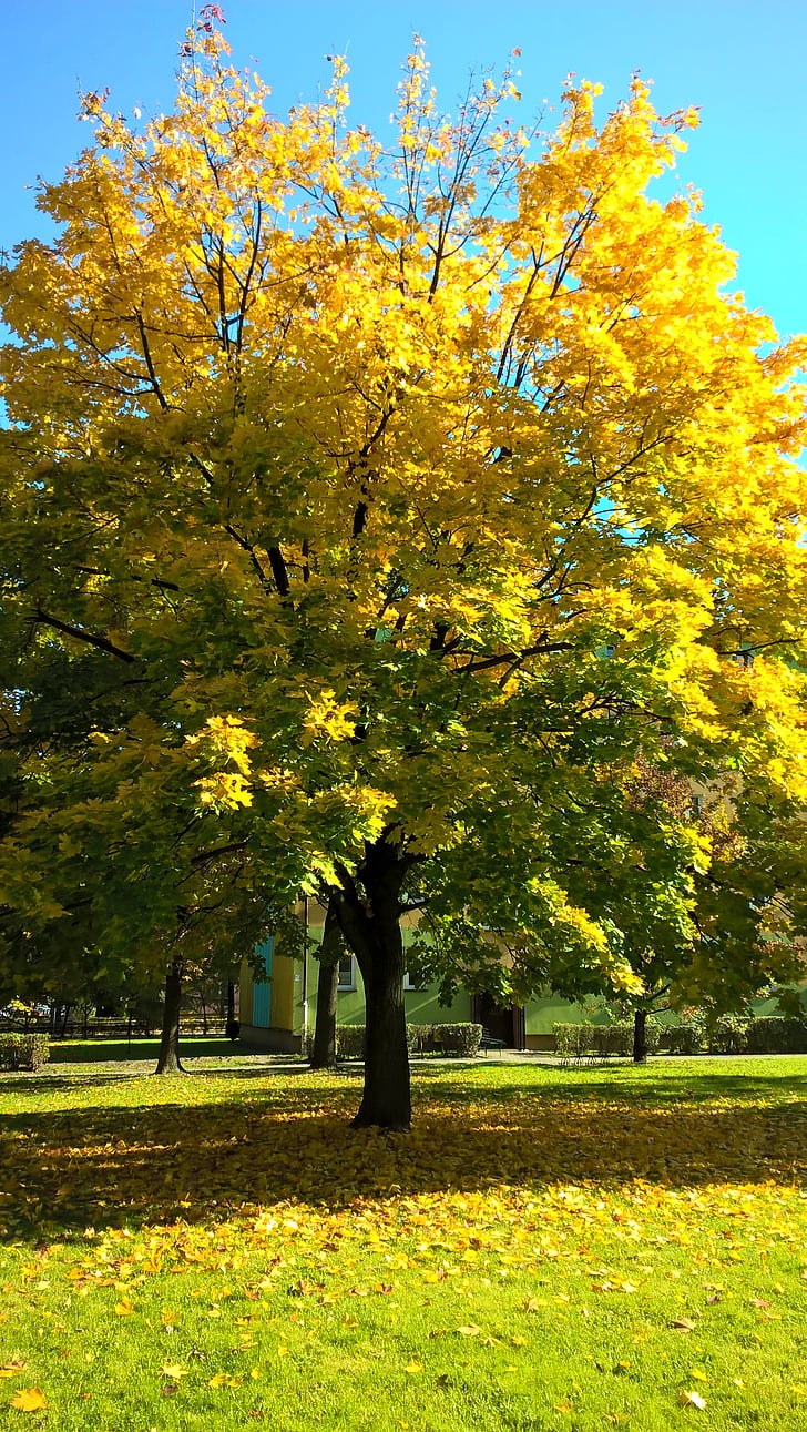 δέντρο, το φθινόπωρο, κίτρινα φύλλα, φύση, Κίτρινο, λουλούδι, ομορφιά στη φύση
