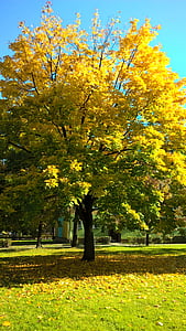 medis, rudenį, geltonų lapų, Gamta, geltona, gėlė, gamtos grožį
